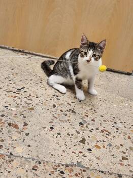 Charlie Brown -  Domestic Short Hair Cat for Adoption in Westfield, Wisconsin - Charlie Brown | PetCurious