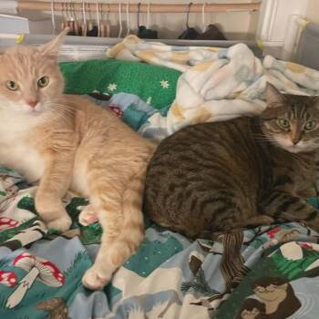 Tabby and Domestic Short Hair Cats Available for Adoption - Peaches & Tigarette | PetCurious