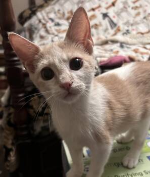 Rescue Domestic Short Hair Cats for Adoption in Humble, Texas - Bart | PetCurious