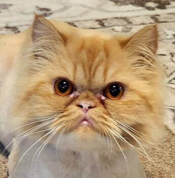 Gingersnap -  Persian Cat for Adoption in Converse, Texas - Gingersnap | PetCurious