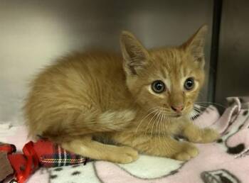 CHESTER CHEETAH -  Domestic Short Hair Cat for Adoption in Fort Wayne, Indiana - CHESTER CHEETAH | PetCurious