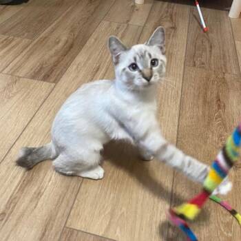 Biscuit -  Domestic Medium Hair Cat for Adoption in Las Vegas, Nevada - Biscuit | PetCurious
