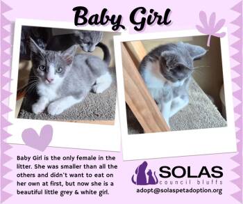 Rescue Domestic Short Hair Cats for Adoption in Council Bluffs, Iowa - Baby Girl  --  (dd) | PetCurious