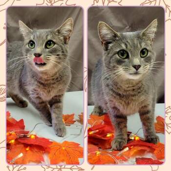 Rescue Domestic Short Hair Cats for Adoption in Buckhannon, West Virginia - HARVEST MOON | PetCurious