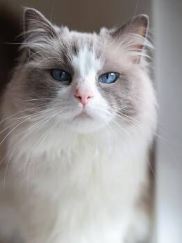 Geng -  Ragdoll Cat for Adoption in Montreal, Quebec - Geng | PetCurious