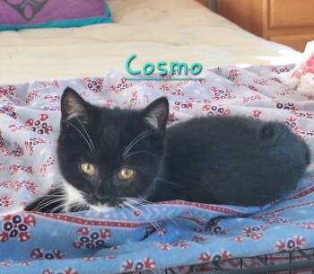 Domestic Short Hair Cats Available for Adoption - 2026-04 Cosmo | PetCurious