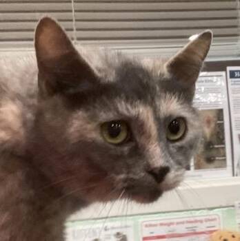 Domestic Short Hair Cats Available for Adoption - Asha | PetCurious