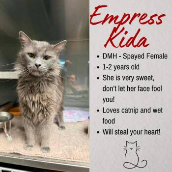 Empress Kida -  Domestic Medium Hair Cat for Adoption in Junction City, Kansas - Empress Kida | PetCurious