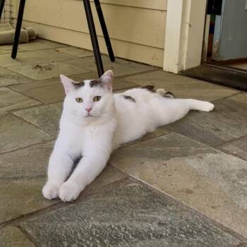 Cirillo -  Domestic Short Hair Cat for Adoption in Charlottesville, Virginia - Cirillo | PetCurious