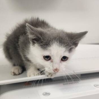 Hello Kitty -  Domestic Short Hair Cat for Adoption in Charleston, West Virginia - Hello Kitty | PetCurious