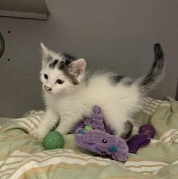 Inkblot -  Domestic Short Hair Cat for Adoption in Honesdale, Pennsylvania - Inkblot | PetCurious