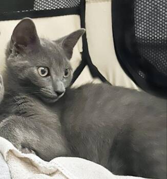 Joey -  Domestic Short Hair Cat for Adoption in Silver Spring, Maryland - Joey | PetCurious