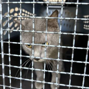 Smokey -  Domestic Short Hair Cat for Adoption in League City, Texas - Smokey | PetCurious