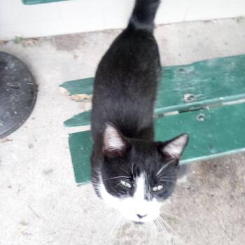 Found Postville, IA (Loverboy) -  Domestic Short Hair Cat for Adoption in Rochester, Minnesota - Found Postville, IA (Loverboy) | PetCurious