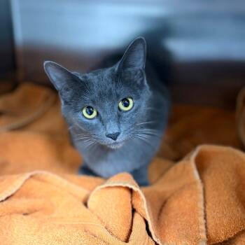 Domestic Short Hair Cats Available for Adoption in Spokane, Washington - Mama Salsa | PetCurious