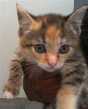 A1265428 -  Domestic Short Hair Cat Available for Adoption in Charlotte, North Carolina - A1265428 | PetCurious