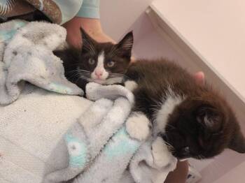 Panky -  Domestic Short Hair Cat for Adoption in Vancouver, Washington - Panky | PetCurious