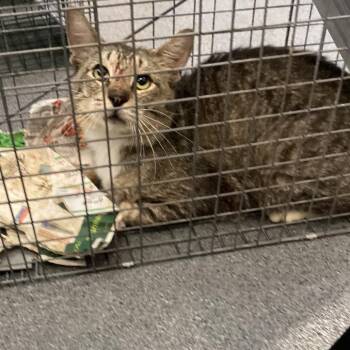 Peaches -  Domestic Short Hair Cat for Adoption in Montgomery, Alabama - Peaches | PetCurious
