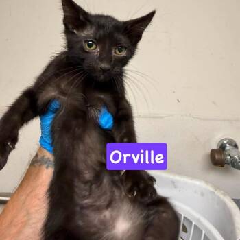 Orville -  Domestic Short Hair Cat for Adoption in Philadelphia, Pennsylvania - Orville | PetCurious