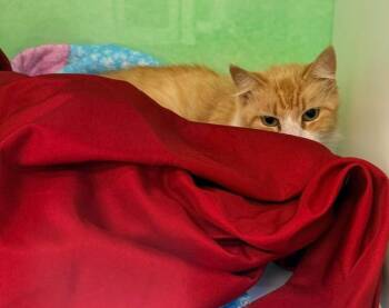 Biscuits -  Domestic Long Hair Cat Available for Adoption in Los Angeles, California - Biscuits | PetCurious