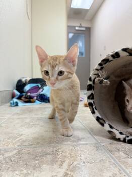 Rescue Domestic Short Hair Cats for Adoption in Hays, Kansas - Nugget | PetCurious