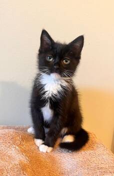 Soren -  Domestic Short Hair Cat for Adoption in Newnan, Georgia - Soren | PetCurious