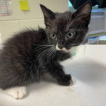 Apple of my Eye -  Domestic Medium Hair Cat for Adoption in Charlottesville, Virginia - Apple Of My Eye | PetCurious