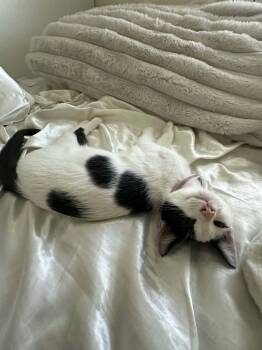 Nettie -  Domestic Short Hair Cat for Adoption in Santa Clara, California - Nettie | PetCurious