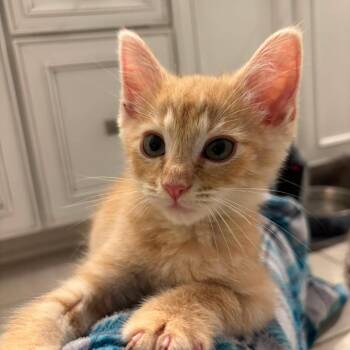 Domestic Short Hair Cats Available for Adoption in Jarrettsville, Maryland - Frisbee | PetCurious