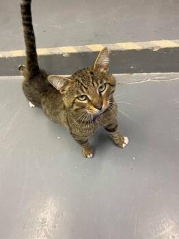 Domestic Short Hair Cats Available for Adoption - Puma | PetCurious