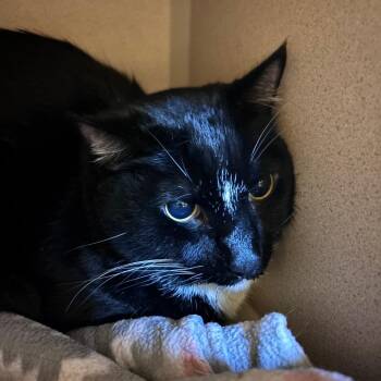 Wonka -  Domestic Short Hair Cat for Adoption in Providence, Rhode Island - Wonka | PetCurious