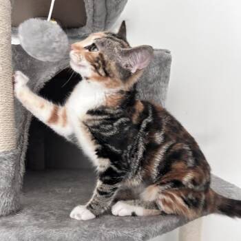 Coco -  Domestic Short Hair Cat for Adoption in Newborn, Georgia - Coco | PetCurious