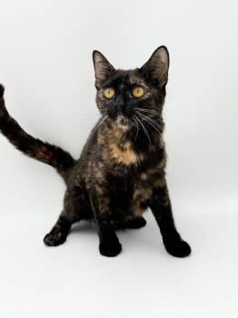 Oreo -  Domestic Short Hair Cat for Adoption in Bowling Green, Kentucky - Oreo | PetCurious