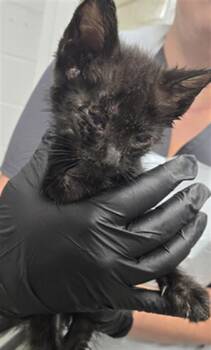 Rescue Domestic Short Hair Cats for Adoption in Hagerstown, Maryland - ISSAC | PetCurious