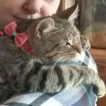 Domestic Short Hair Cats Available for Adoption in Brevard, North Carolina - Ivy | PetCurious