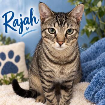Rajah -  Domestic Short Hair Cat for Adoption in Pine Bluff, Arkansas - Rajah | PetCurious