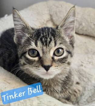 Tinker bell -  Domestic Short Hair Cat for Adoption in Montclair, New Jersey - Tinker Bell | PetCurious