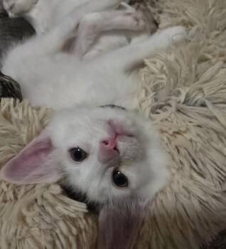 Domestic Short Hair Cats Available for Adoption in Huntington Beach, California - Mr Darcy | PetCurious