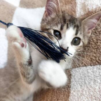Leia -  Domestic Short Hair Cat for Adoption in San Tan Valley, Arizona - Leia | PetCurious