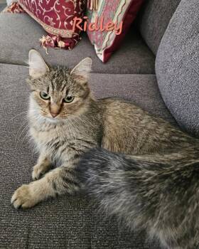 Ridley -  Domestic Medium Hair Cat for Adoption in Randolph, Alabama - Ridley | PetCurious