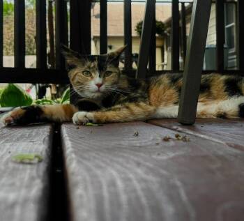 Cindy Lou -  Domestic Short Hair Cat for Adoption in Cloquet, Minnesota - Cindy Lou | PetCurious