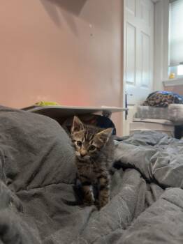 Zuko -  Domestic Short Hair Cat for Adoption in North Brunswick Township, New Jersey - Zuko | PetCurious