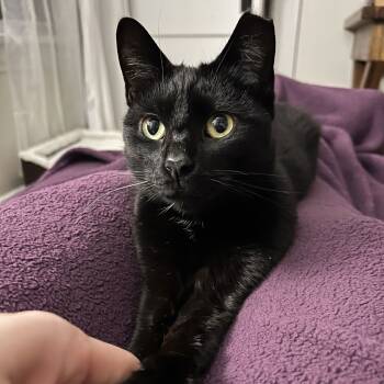 Rescue Domestic Short Hair Cats for Adoption in Medina, Ohio - Dipstick | PetCurious