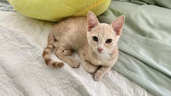 Audi -  Domestic Short Hair Cat for Adoption in Monticello, Indiana - Audi | PetCurious