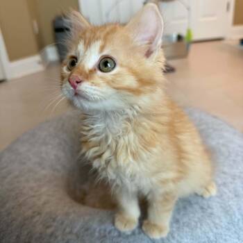 Elmo -  Domestic Medium Hair Cat Available for Adoption - Elmo | PetCurious