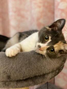 Priscilla -  Dilute Calico and Domestic Short Hair Cat for Adoption in Fayetteville, Georgia - Priscilla | PetCurious