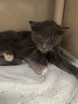 Mitty -  Domestic Short Hair Cat for Adoption in Marion, Ohio - Mitty | PetCurious
