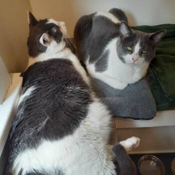 Scout -  Domestic Short Hair Cat Available for Adoption in Pittsburgh, Pennsylvania - Scout | PetCurious