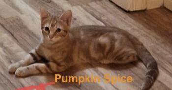 Pumpkin Spice -  Domestic Short Hair and Russian Blue Cat for Adoption in Zimmerman, Minnesota - Pumpkin Spice | PetCurious