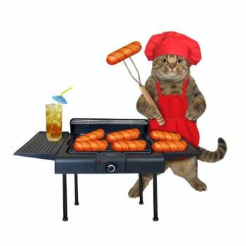 Domestic Short Hair Cats Available for Adoption - Alex | PetCurious